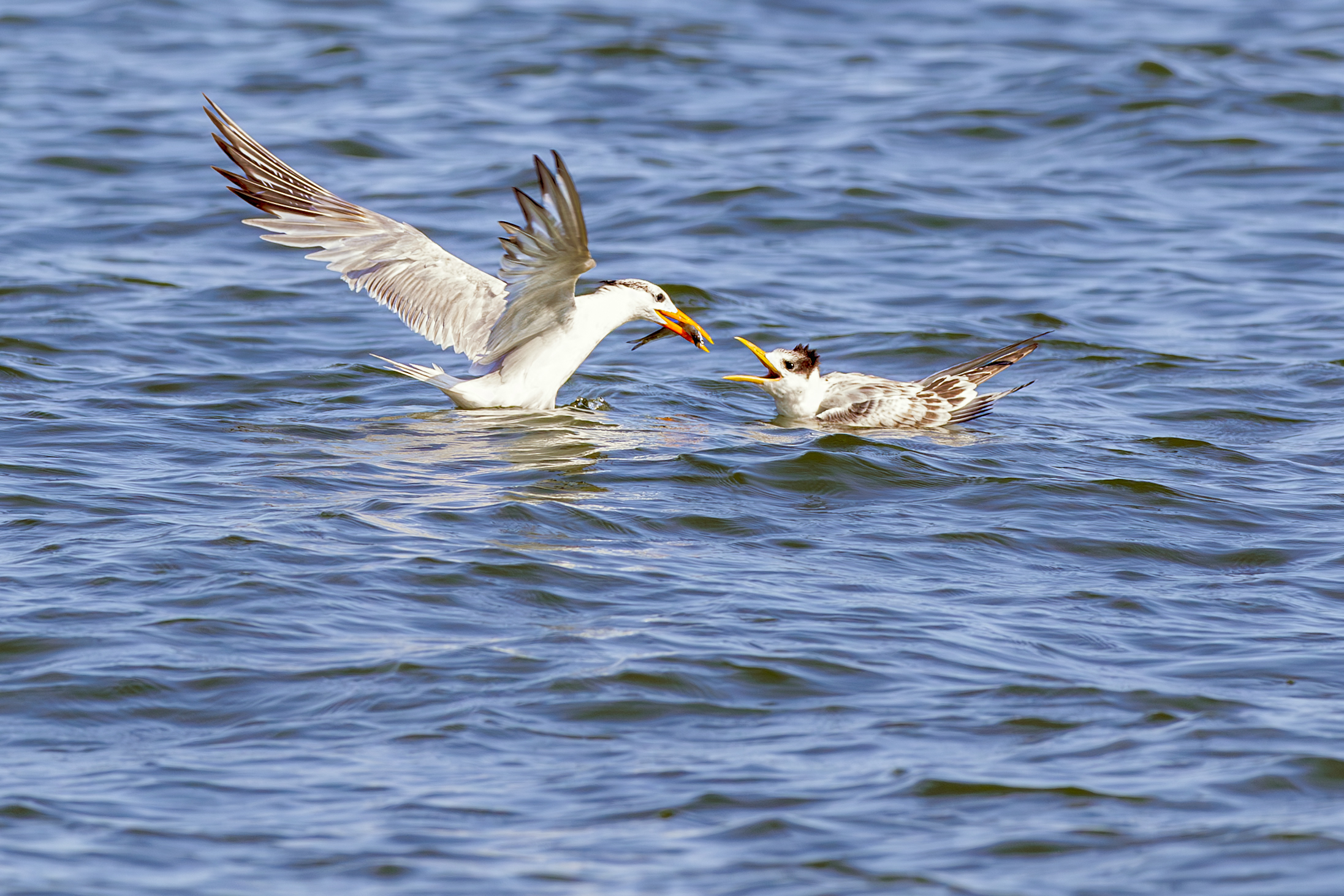 3rd PrizeOpen Color In Class 1 By Gregory Rinker For Breakfast Is Served OCT-2025.jpg